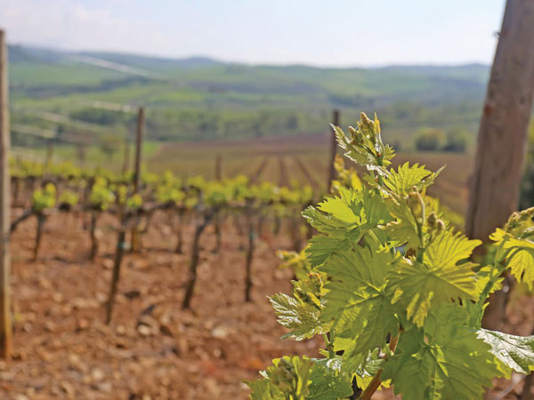 Gallery Azienda Agricola Agostina Pieri